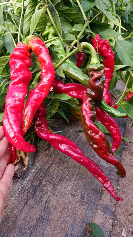 Dārzeņpipars Gruzinskiy Nos ( 10 sēklas) 